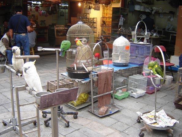 birds-market-1.jpg